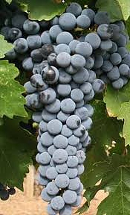 A full cluster of dark red wine grapes hanging among green vine leaves.