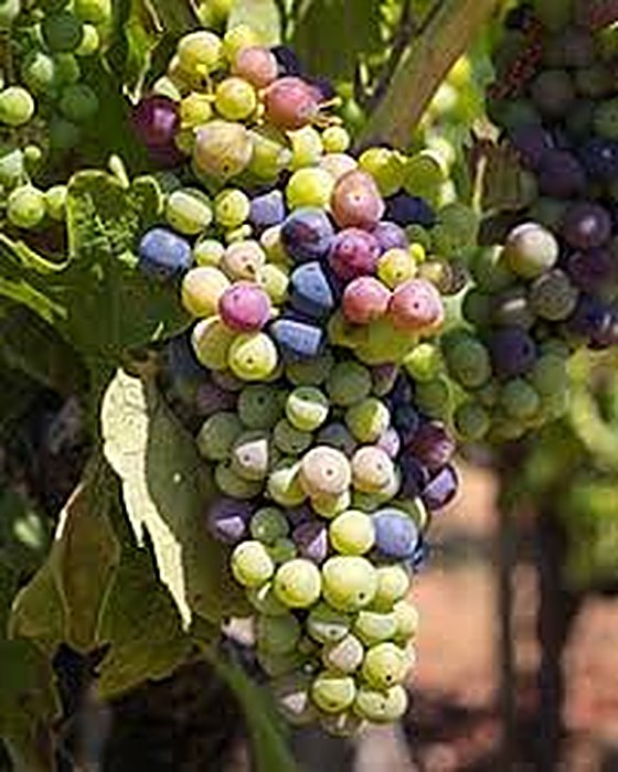 A cluster of zinfandel grapes ripening on the vine, turning from green to pink and purple.